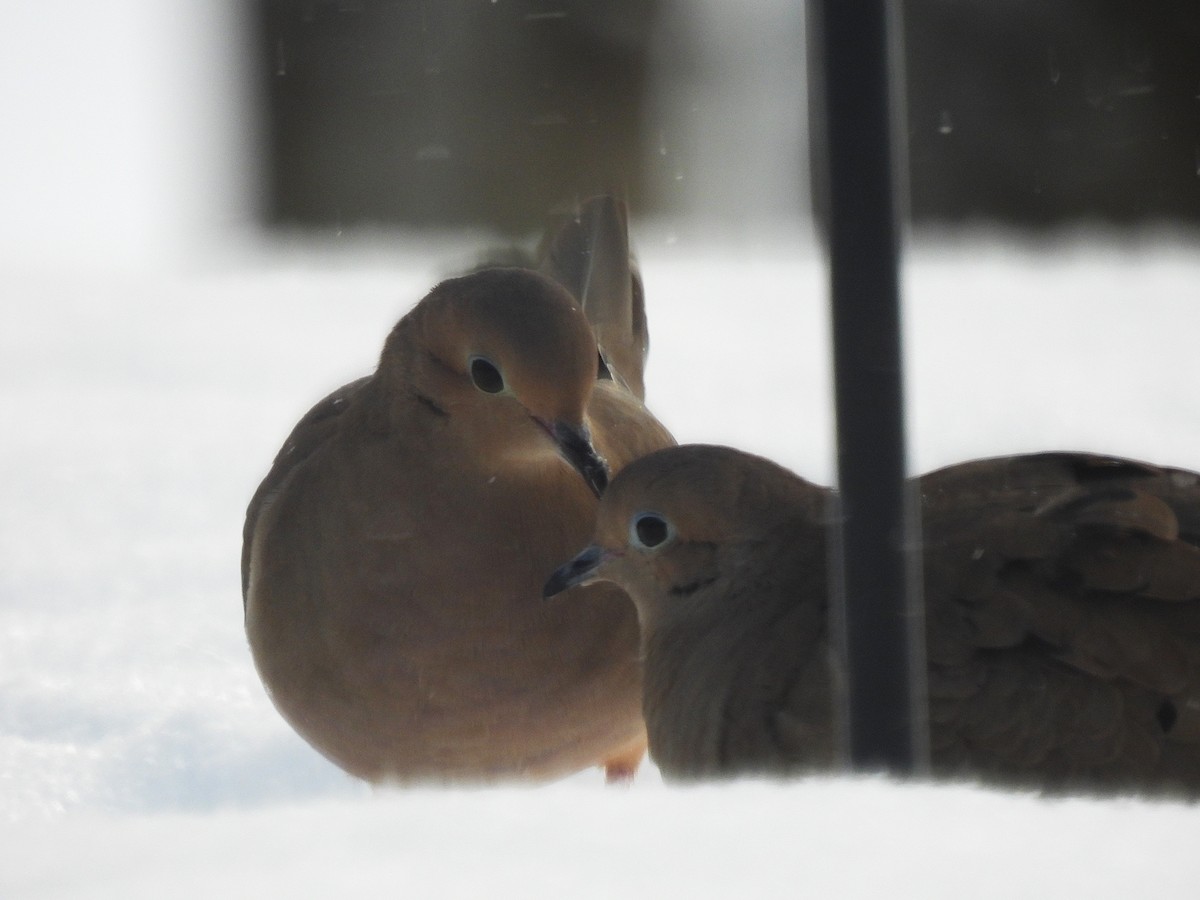 Mourning Dove - ML647079982