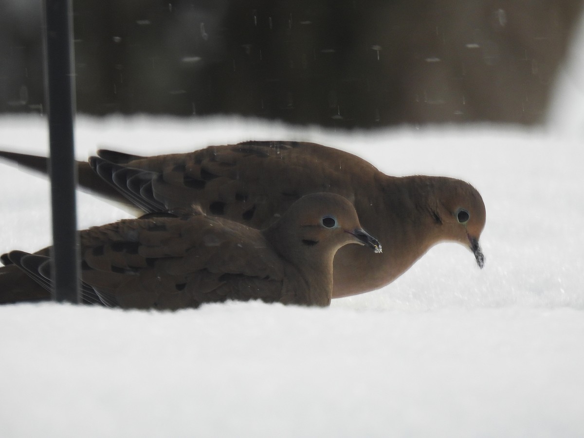 Mourning Dove - ML647079983