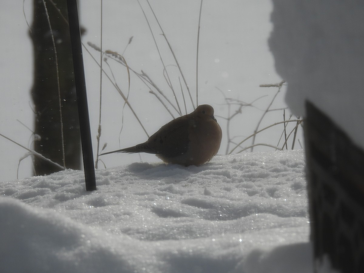 Mourning Dove - ML647079984