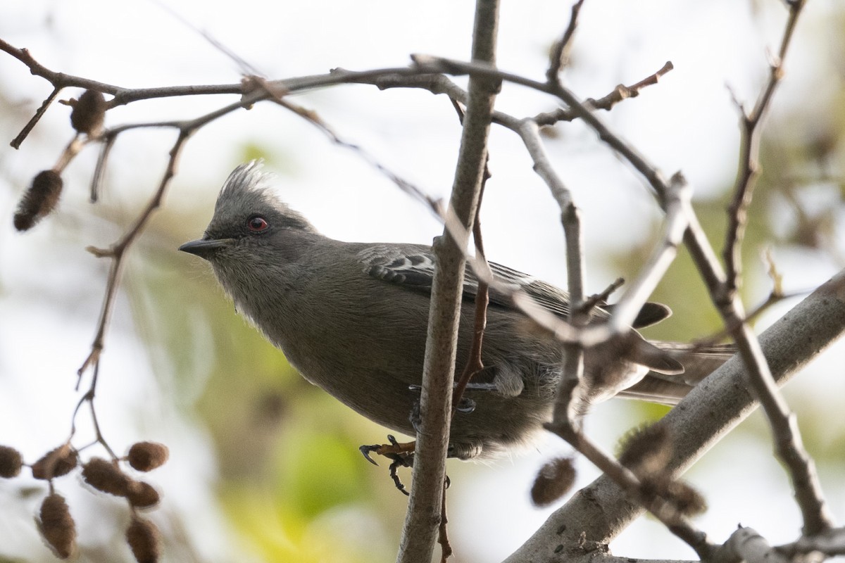 Phainopepla - ML647079992