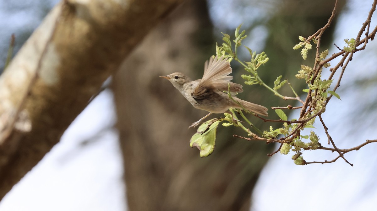 Booted Warbler - ML647079994