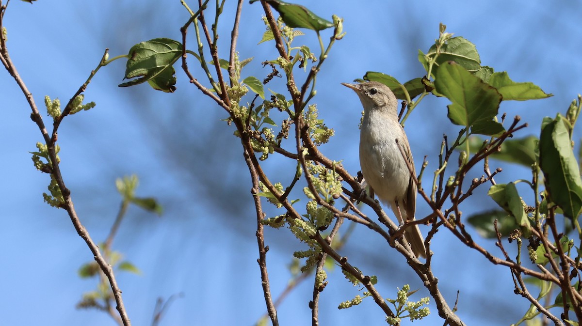Booted Warbler - ML647079995