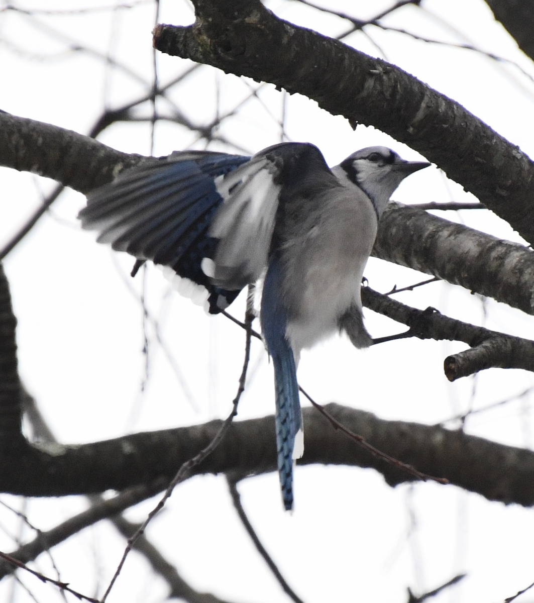 Blue Jay - ML647079996