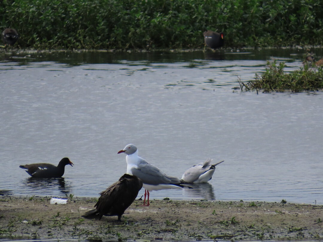 racek šedohlavý - ML647079998