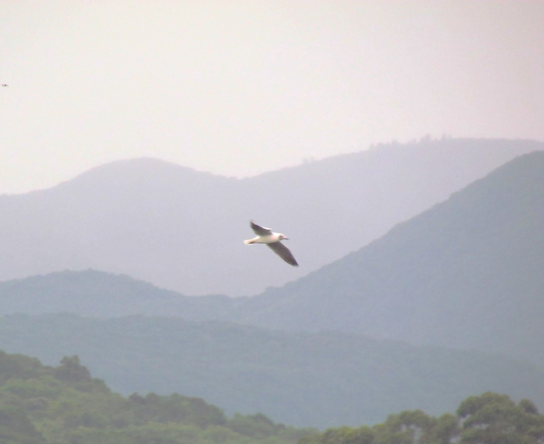 racek šedohlavý - ML647079999