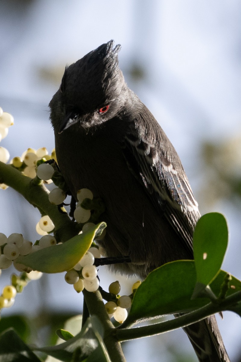 Phainopepla - ML647080000