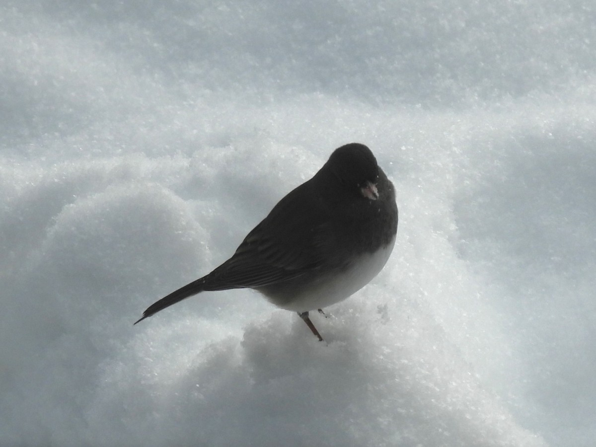 Dark-eyed Junco - ML647080005