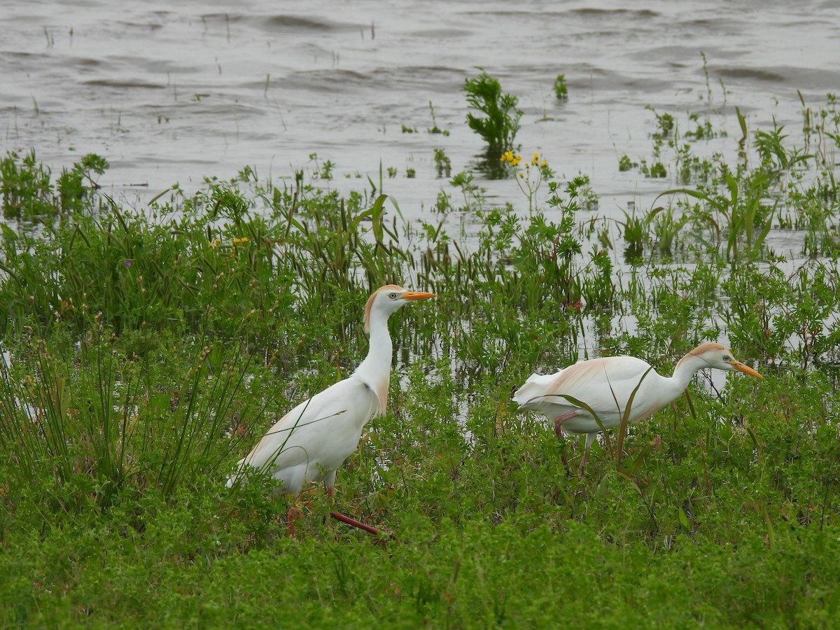 Sığır Balıkçılı - ML647080009