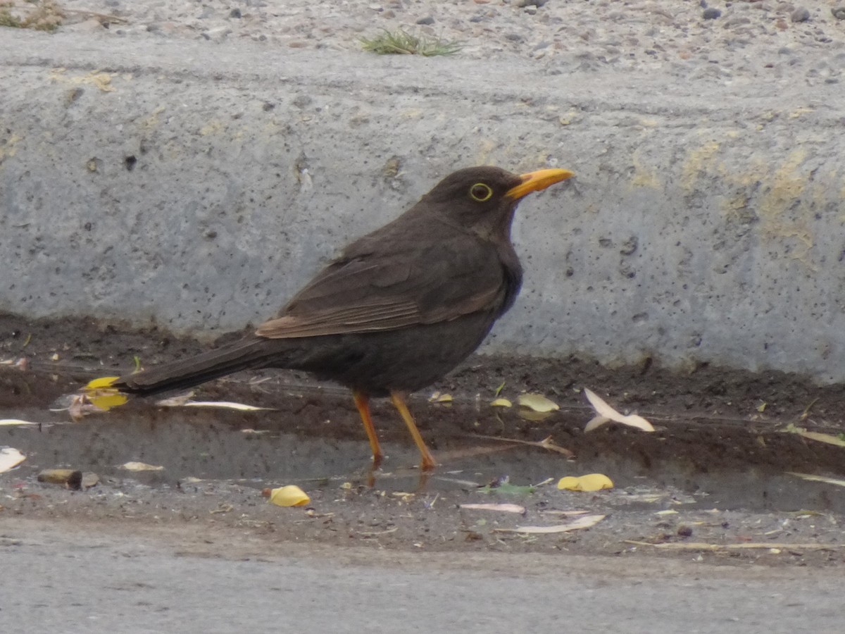 Chiguanco Thrush - ML647080011
