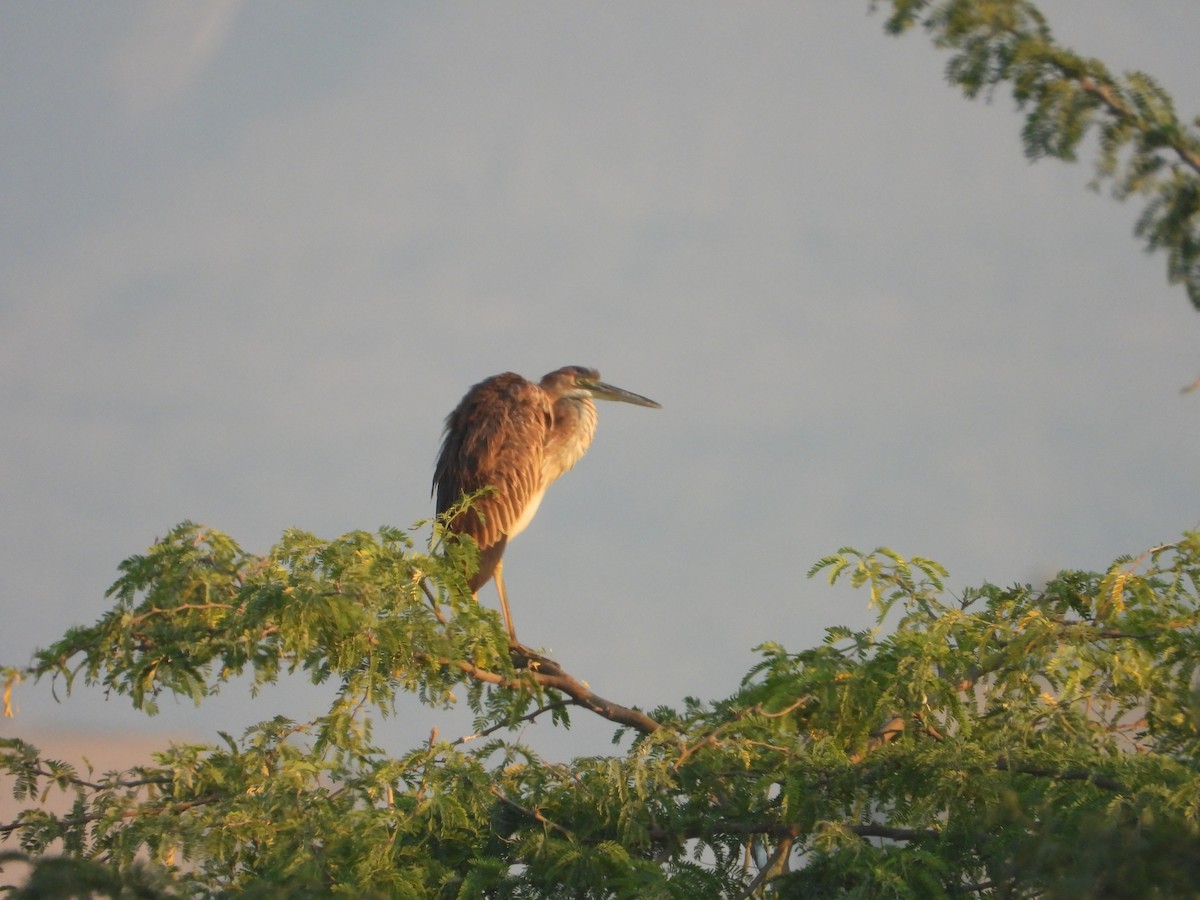 אנפה ארגמנית - ML647080013