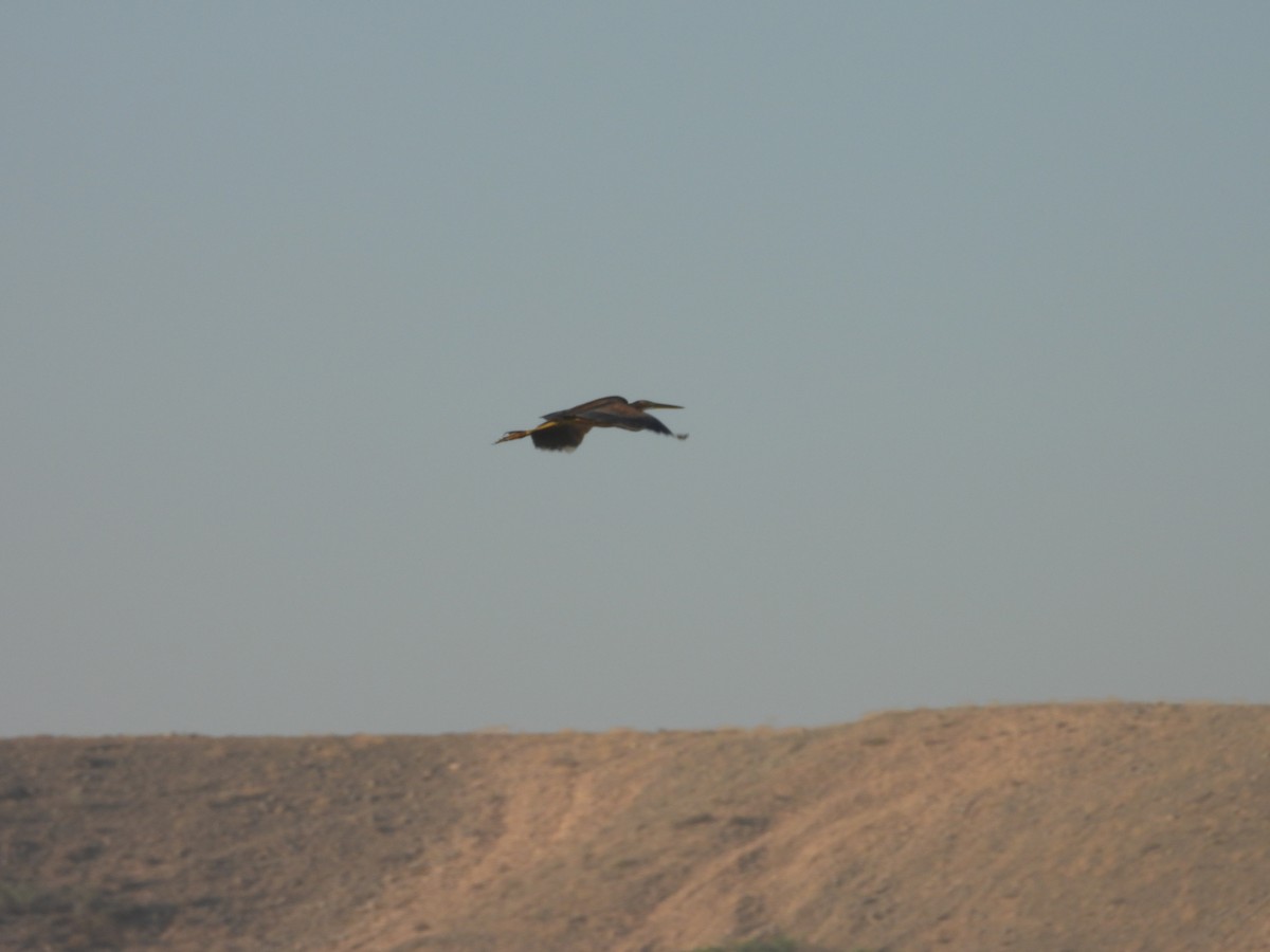 אנפה ארגמנית - ML647080014