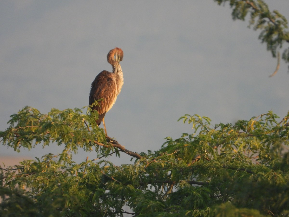 אנפה ארגמנית - ML647080015