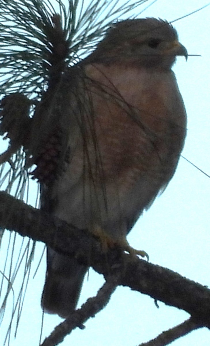 Broad-winged Hawk - ML647080016