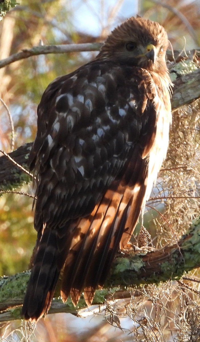 Broad-winged Hawk - ML647080017