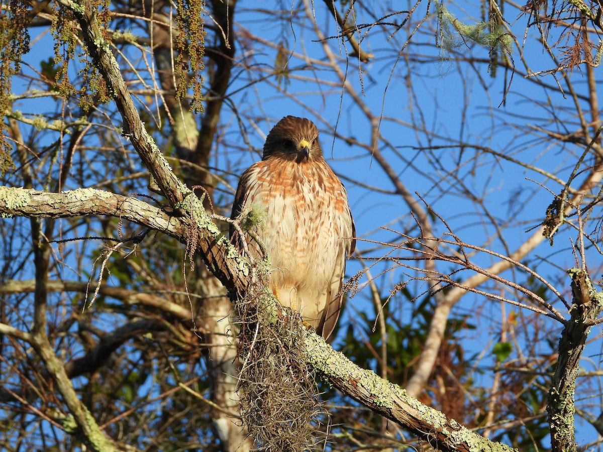 Broad-winged Hawk - ML647080019
