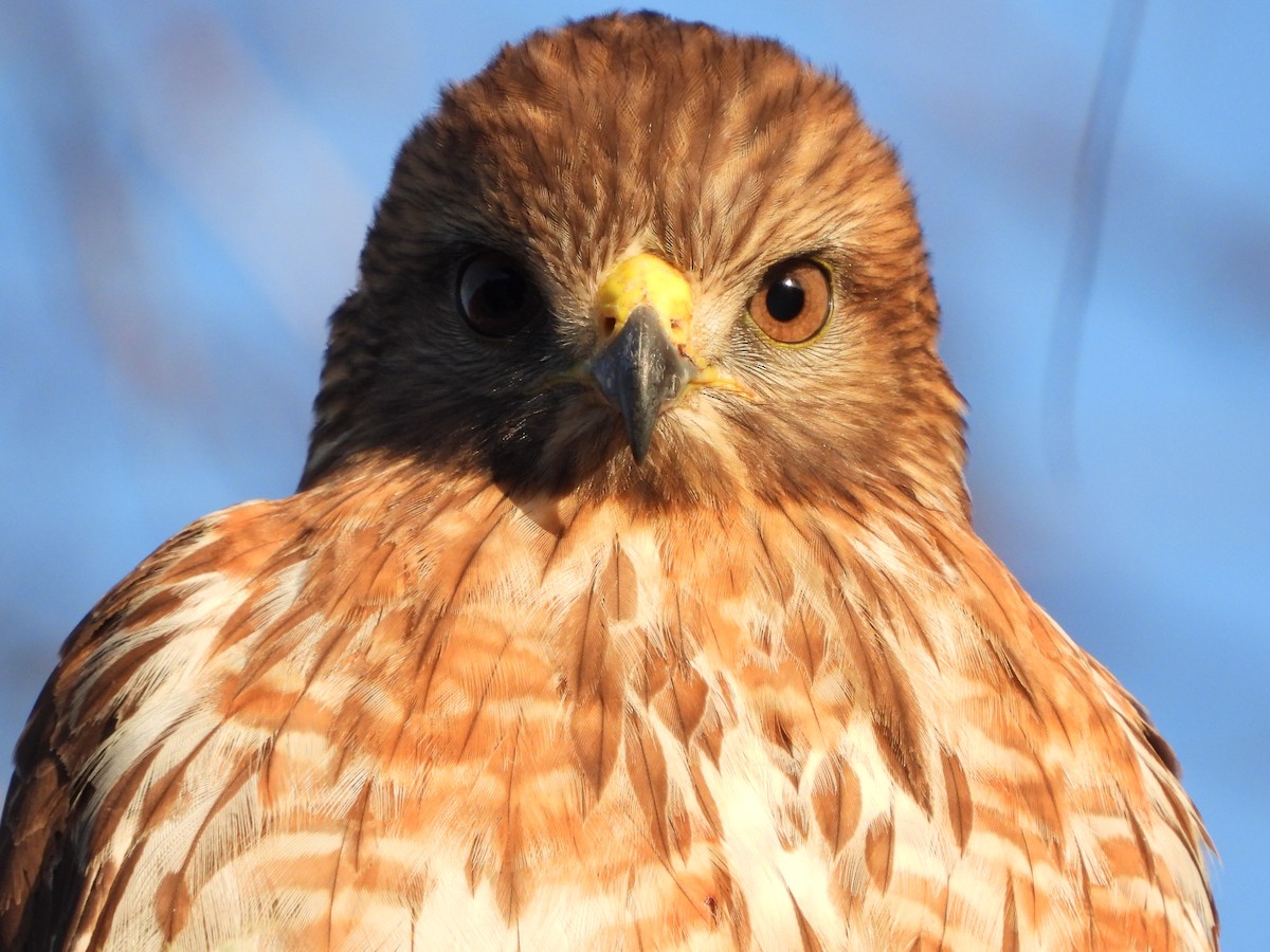 Broad-winged Hawk - ML647080020