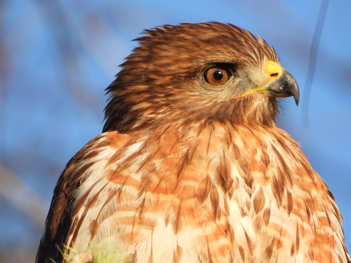 Broad-winged Hawk - ML647080021