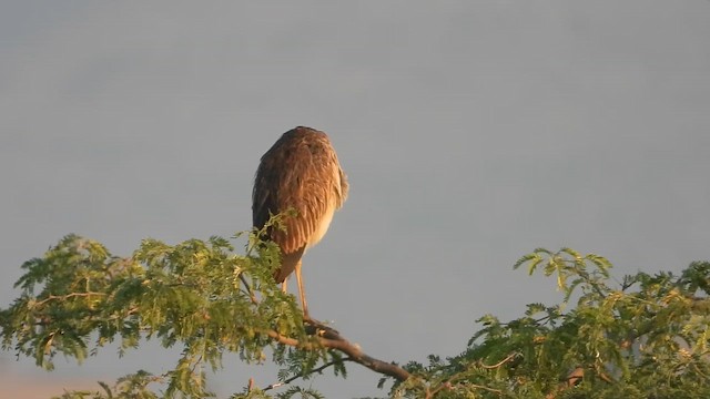 אנפה ארגמנית - ML647080022