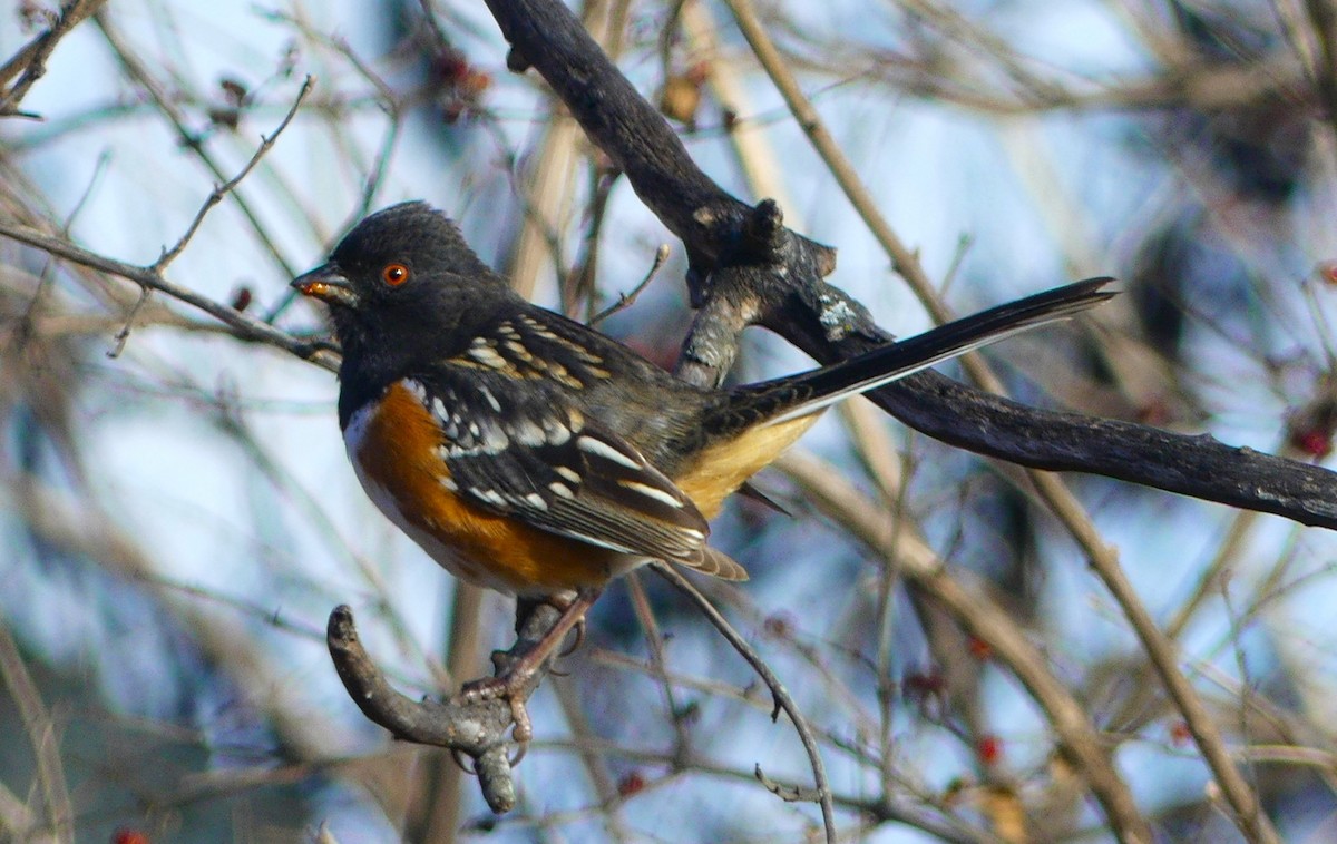 Spotted Towhee - ML647080023
