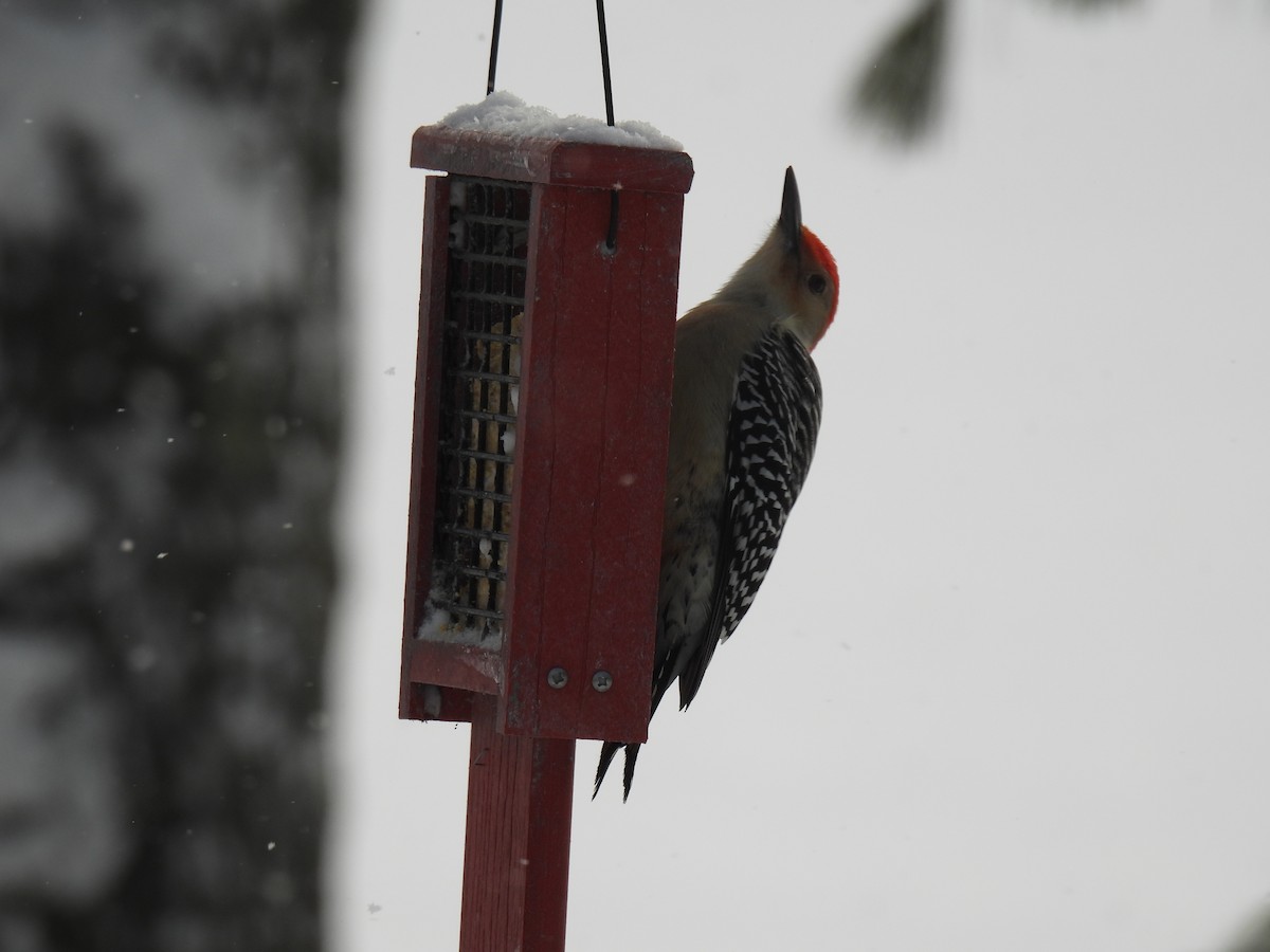 Red-bellied Woodpecker - ML647080026