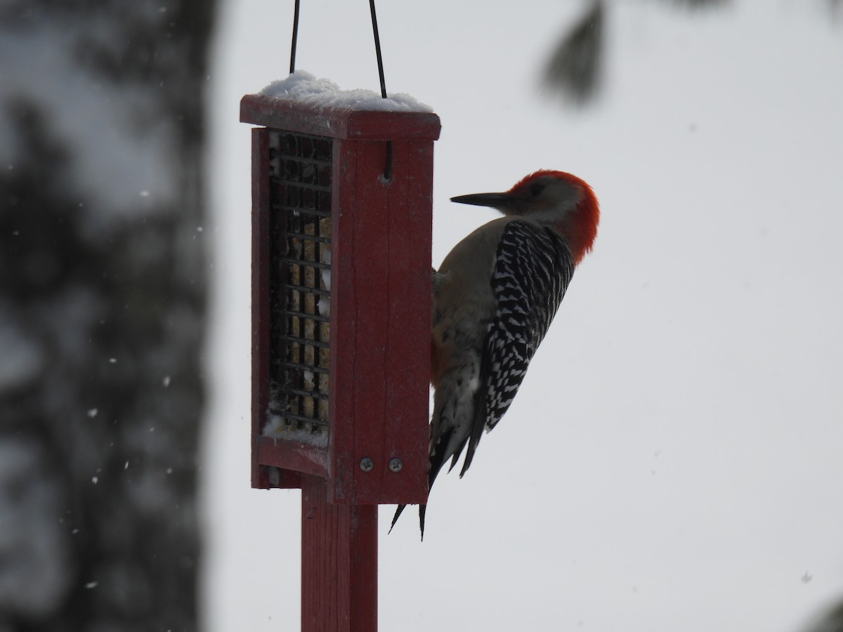 Red-bellied Woodpecker - ML647080027