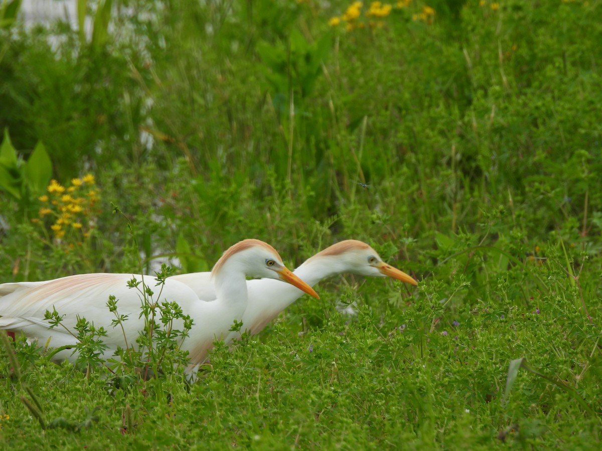 Sığır Balıkçılı - ML647080029