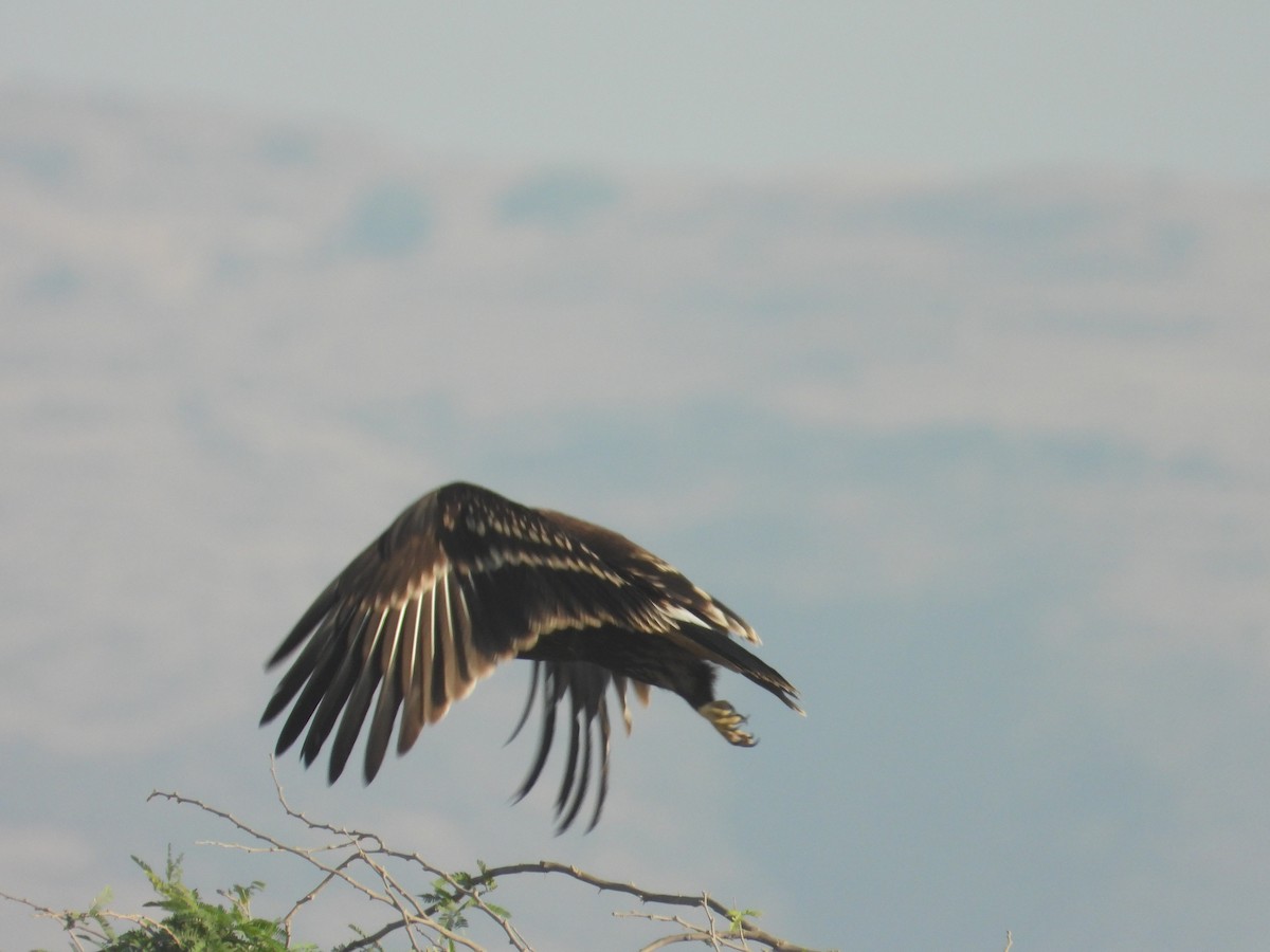 Greater Spotted Eagle - ML647080030