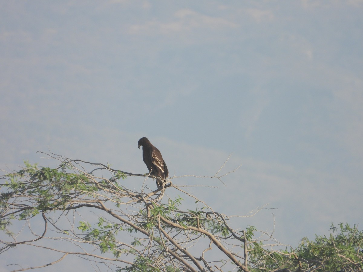 Greater Spotted Eagle - ML647080031