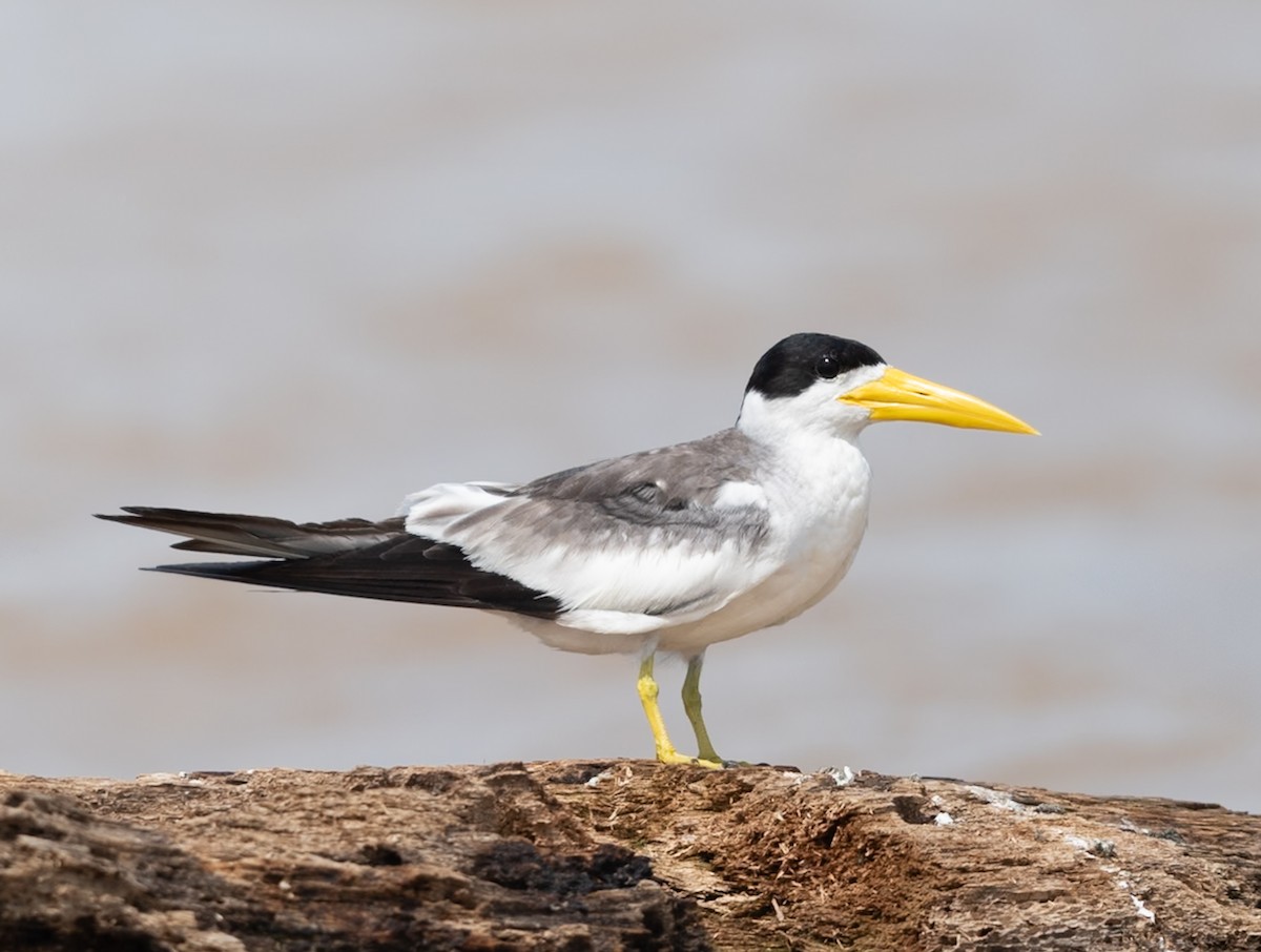 オオハシアジサシ - ML647080037