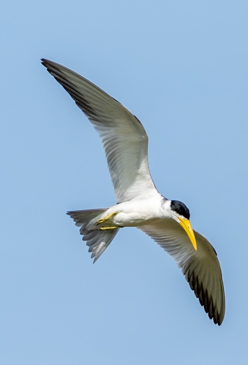 オオハシアジサシ - ML647080038