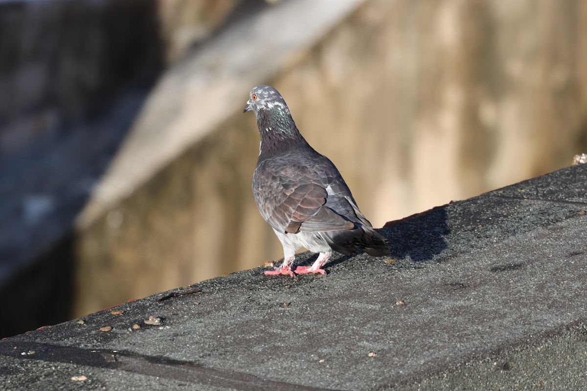 Kaya Güvercini (evcil tip) - ML647080046