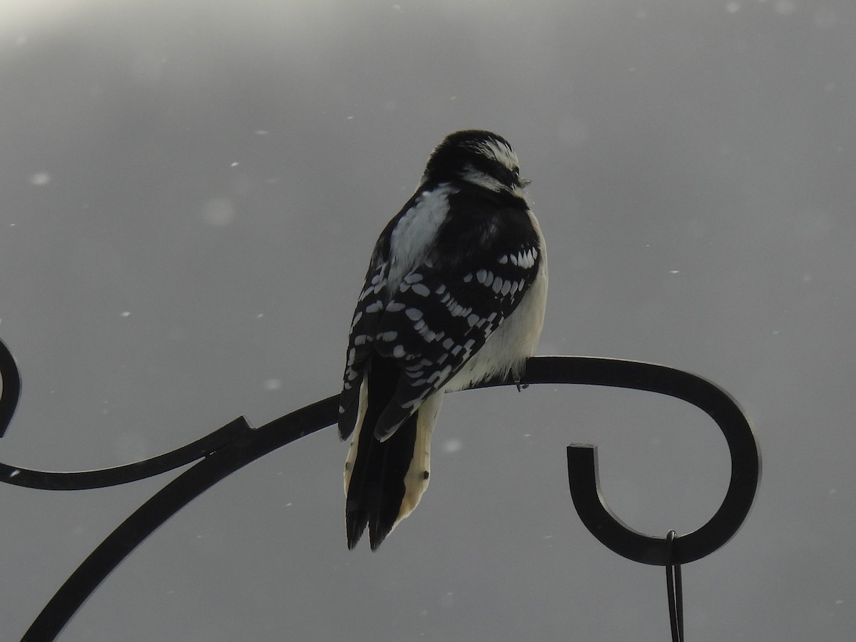 Downy Woodpecker - ML647080048