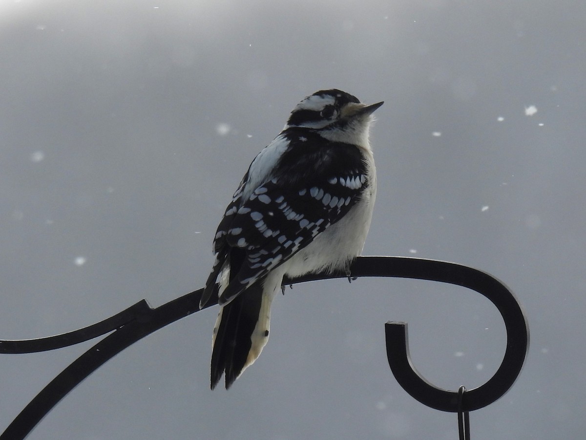 Downy Woodpecker - ML647080049