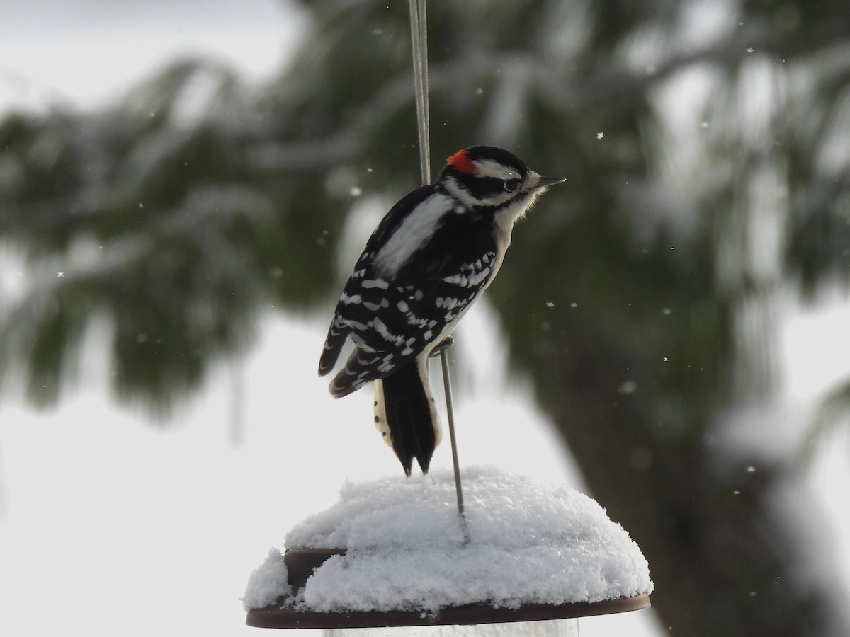 Downy Woodpecker - ML647080050