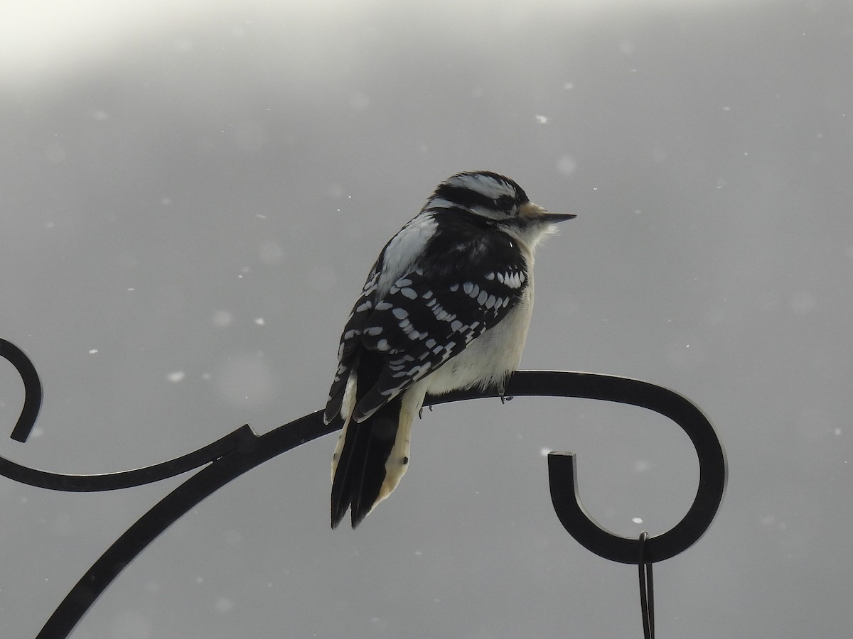 Downy Woodpecker - ML647080051