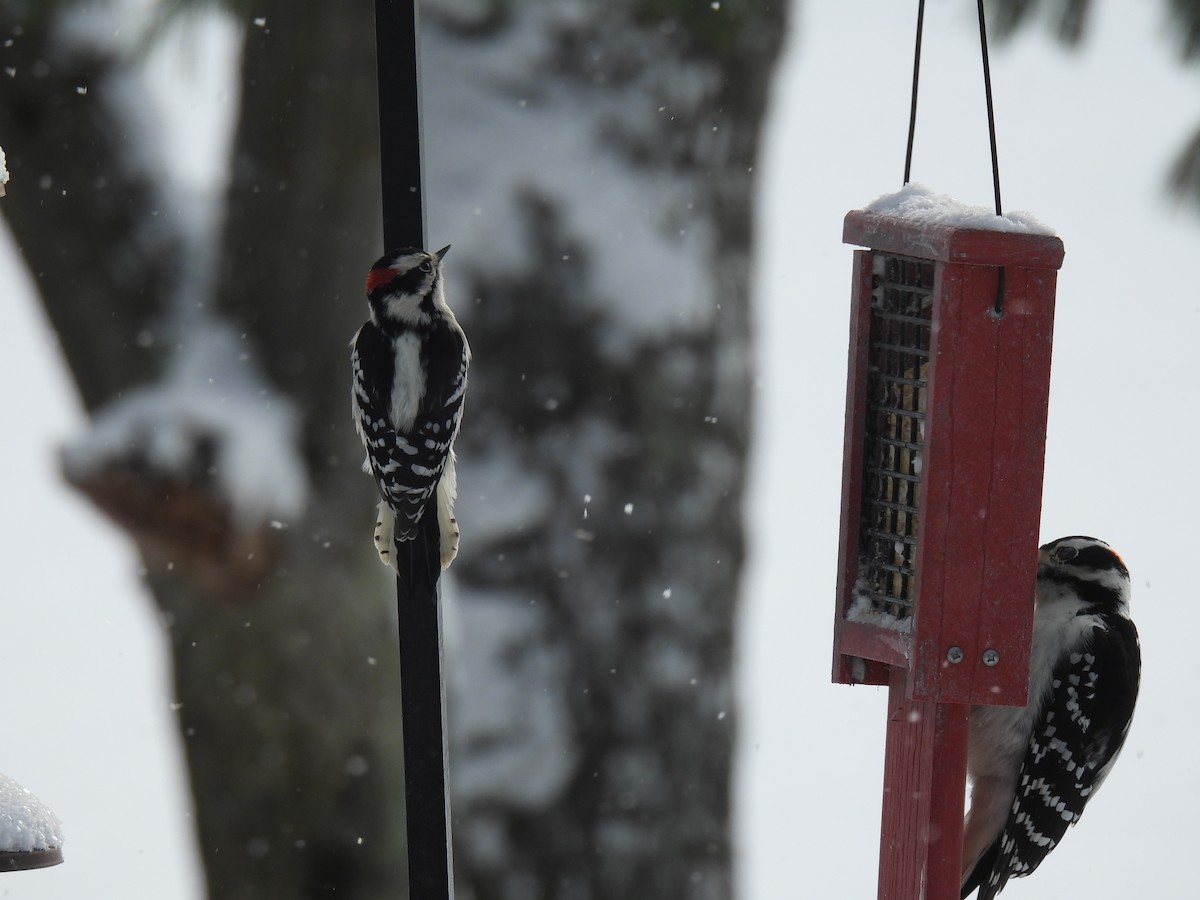 Downy Woodpecker - ML647080052