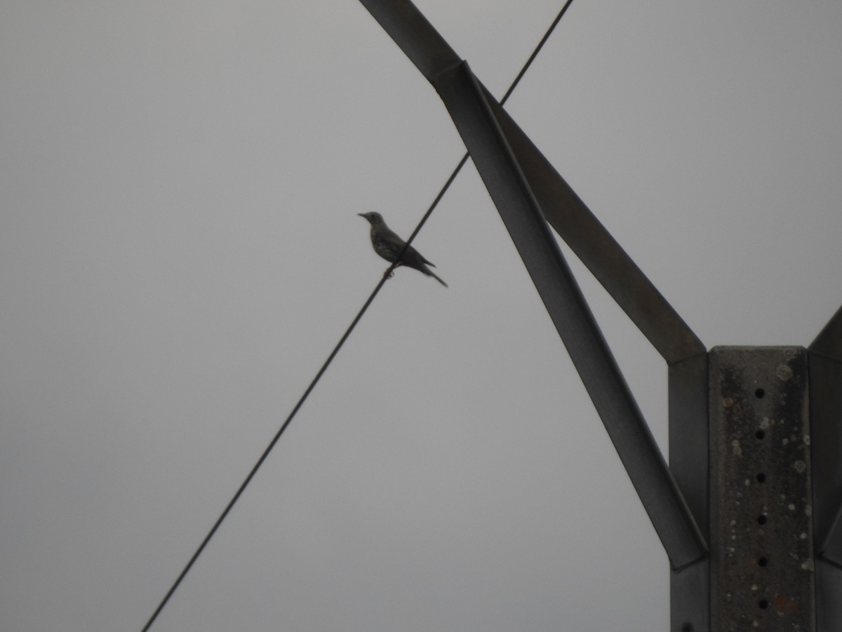 ヤドリギツグミ - ML647080055