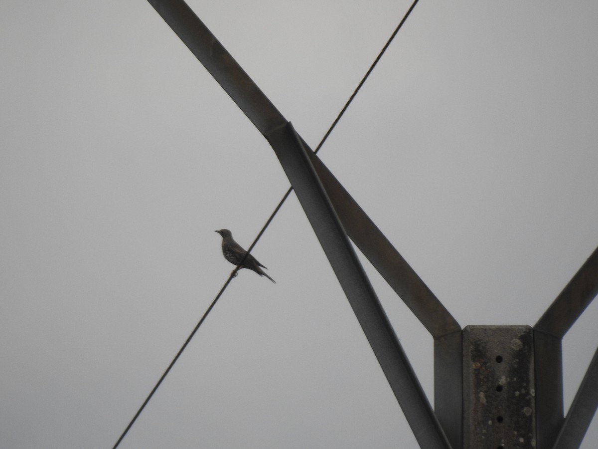 ヤドリギツグミ - ML647080056