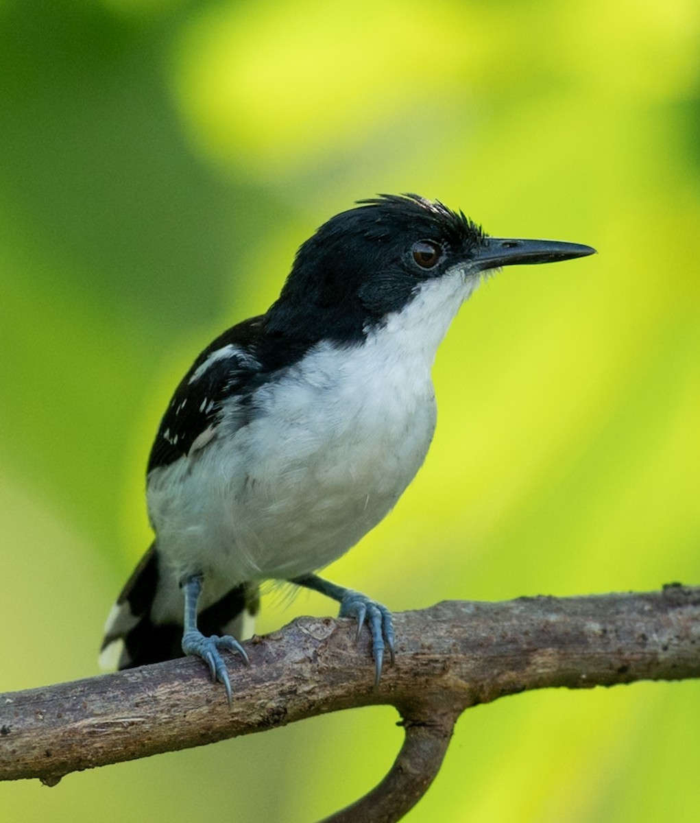 シロクロアリドリ - ML647080057