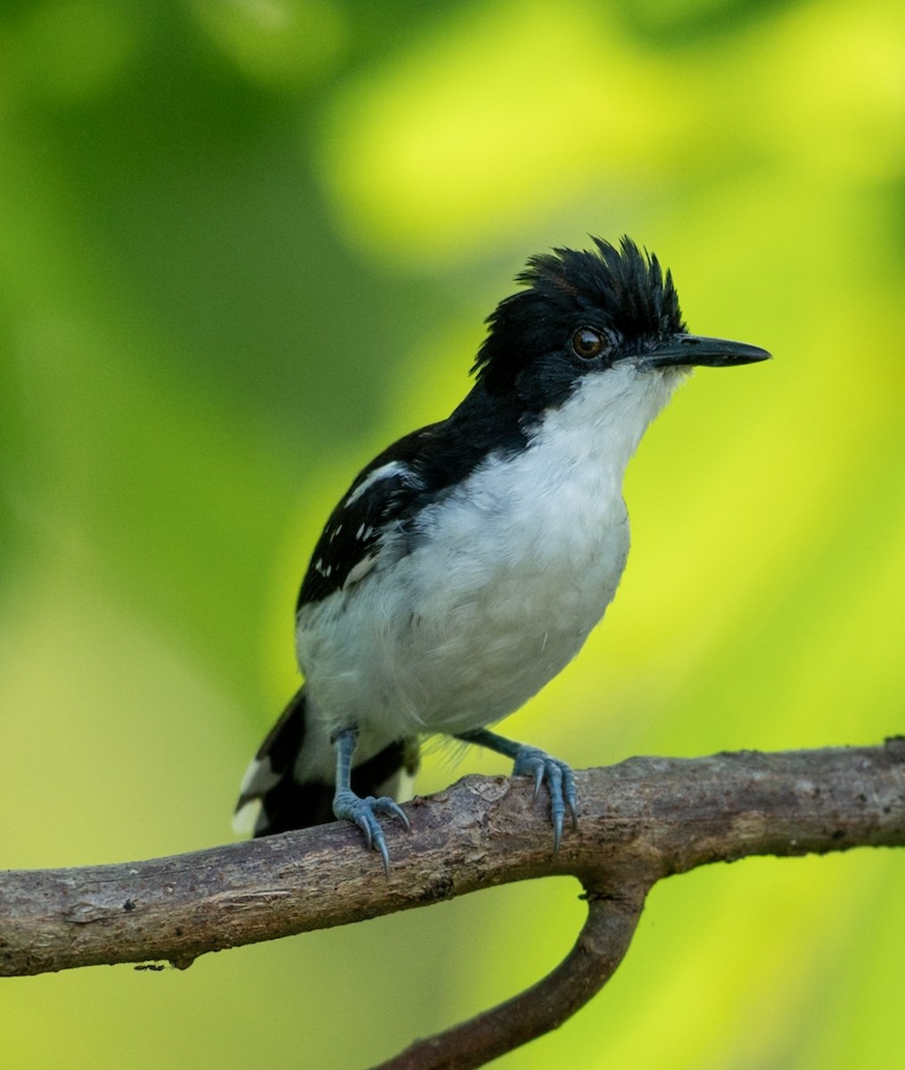 シロクロアリドリ - ML647080058