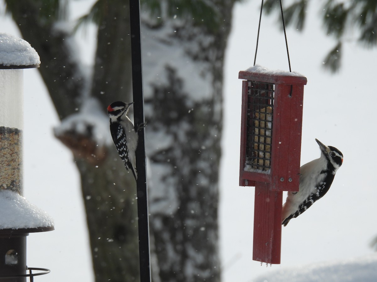 Hairy Woodpecker - ML647080059