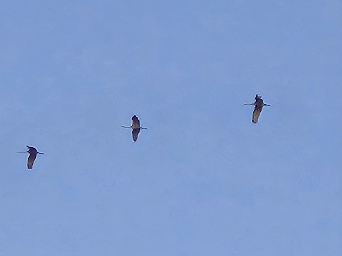 Sandhill Crane - ML647080064