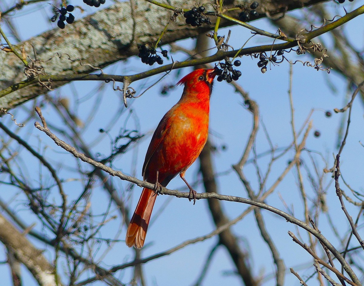Northern Cardinal - ML647080068