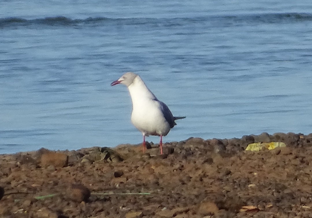 racek šedohlavý - ML647080079