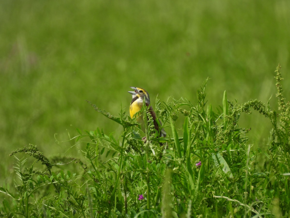 Sarılı Çinte - ML647080081