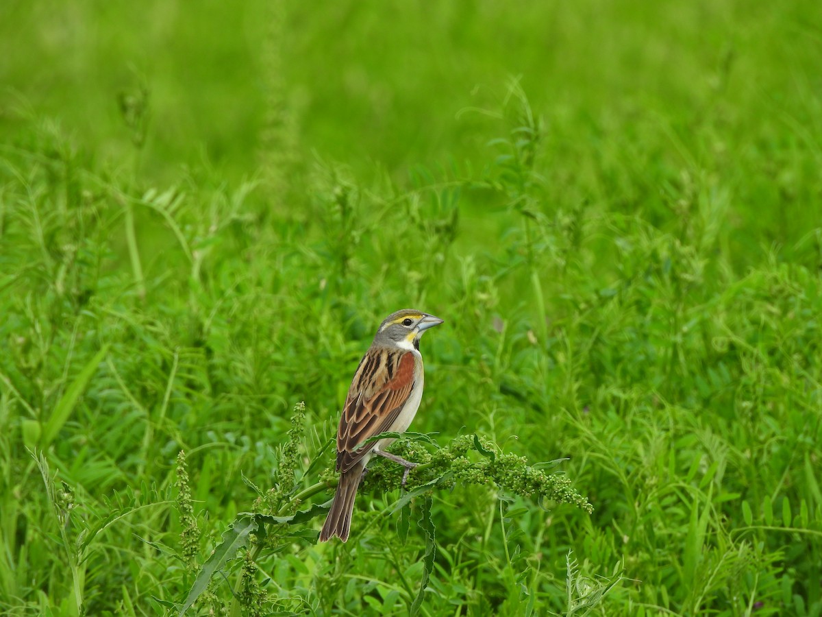 Sarılı Çinte - ML647080083