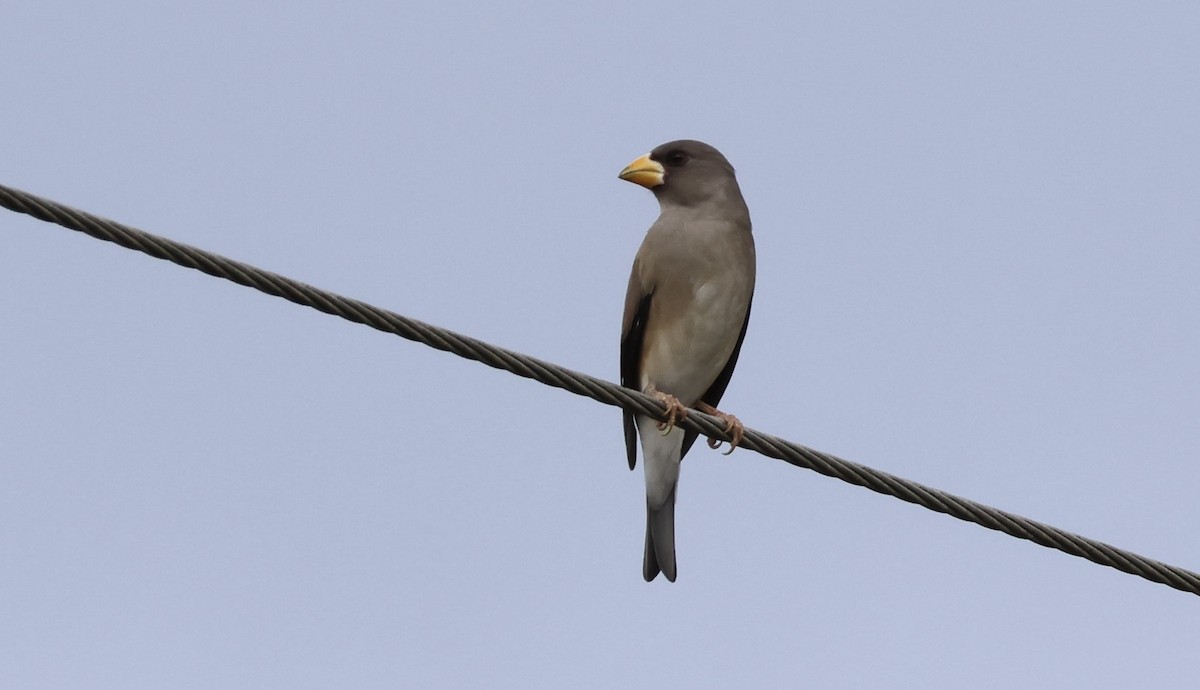 Yellow-billed Grosbeak - ML647080085