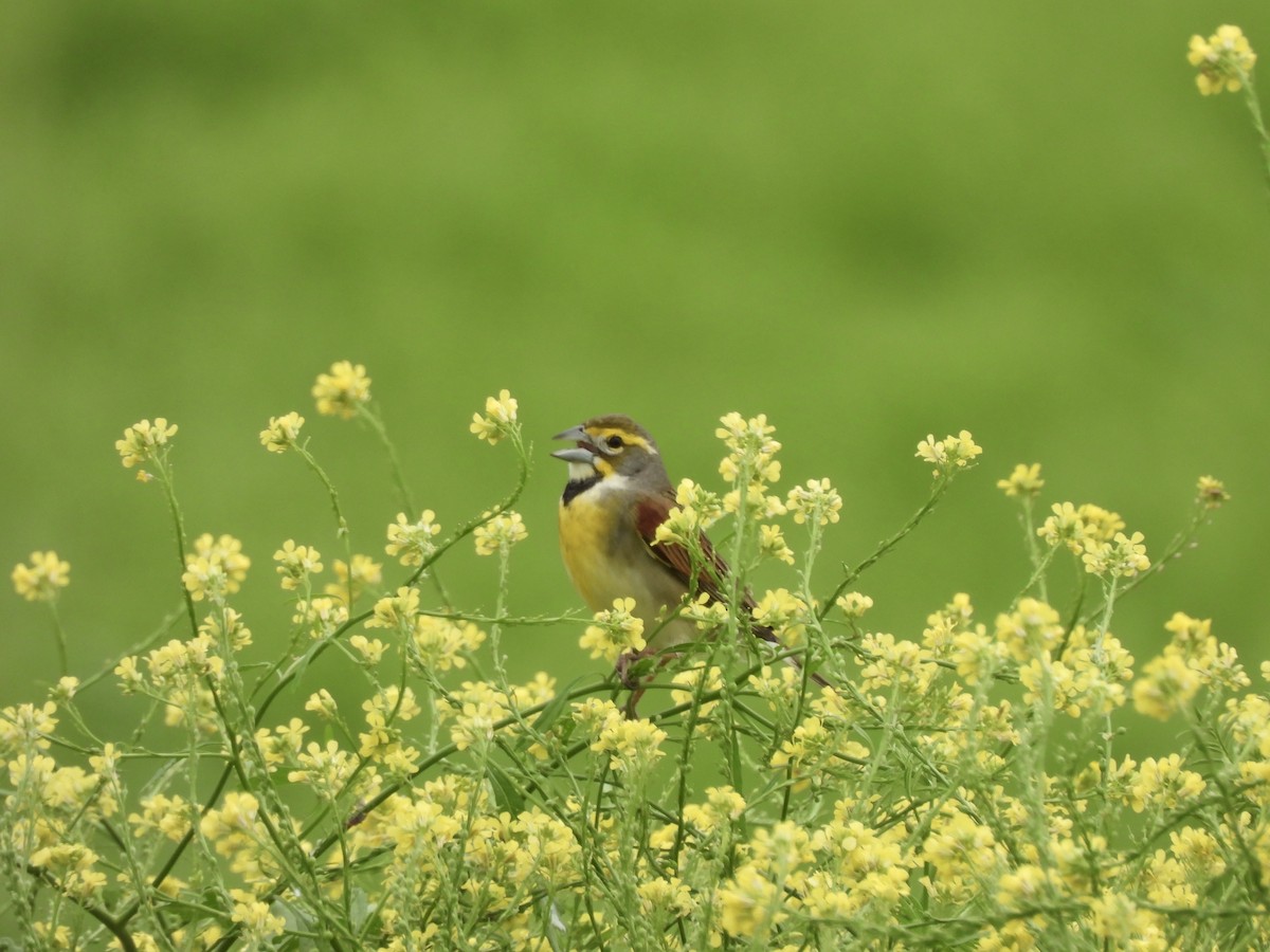 Sarılı Çinte - ML647080093