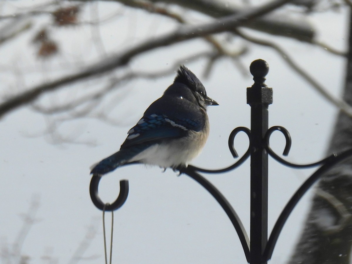 Blue Jay - ML647080095