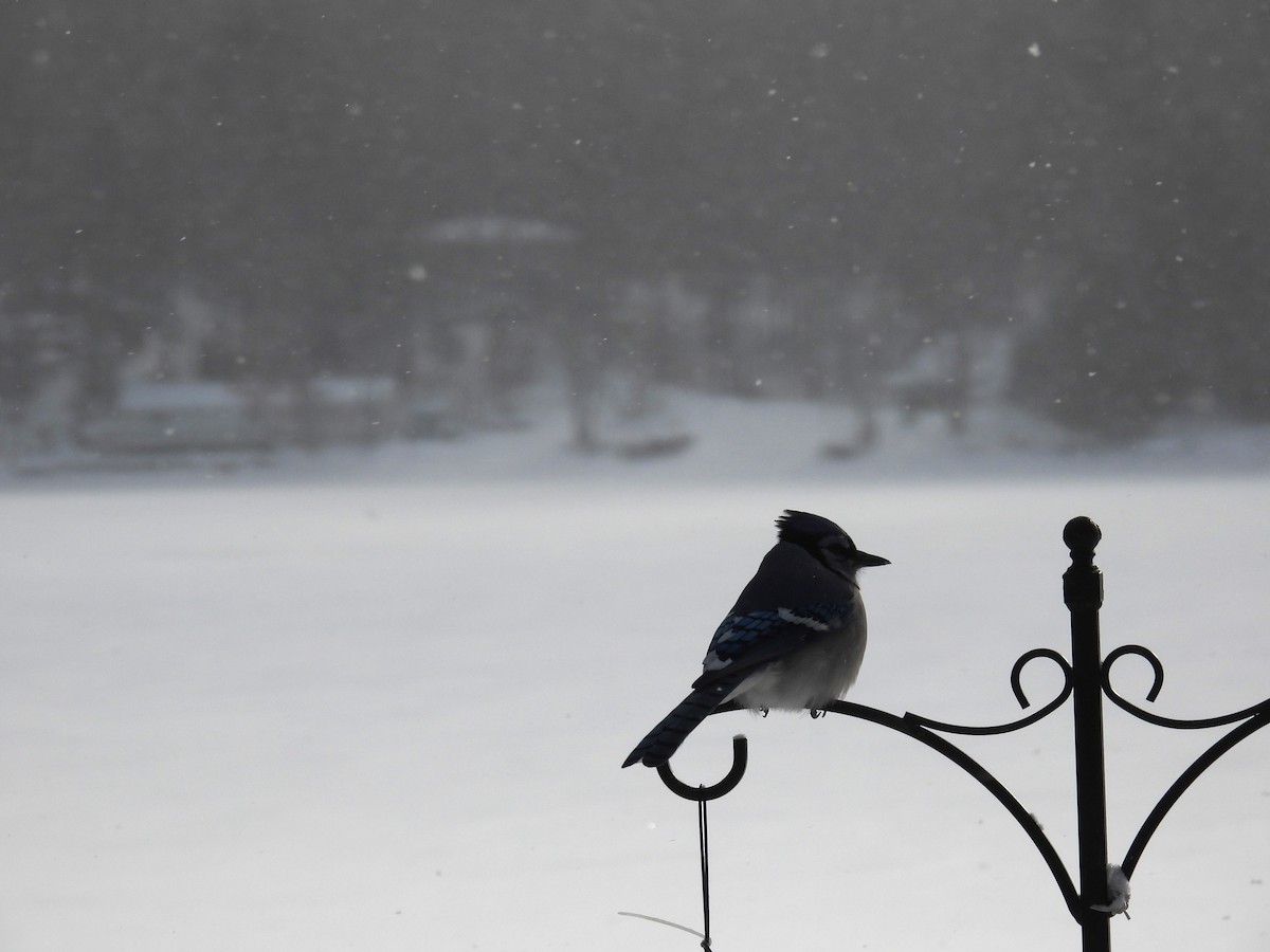 Blue Jay - ML647080096